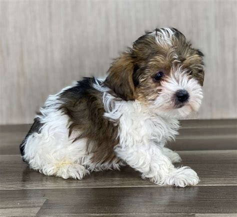 Yorkipoo Puppies For Sale Reasonable Adoption Fees