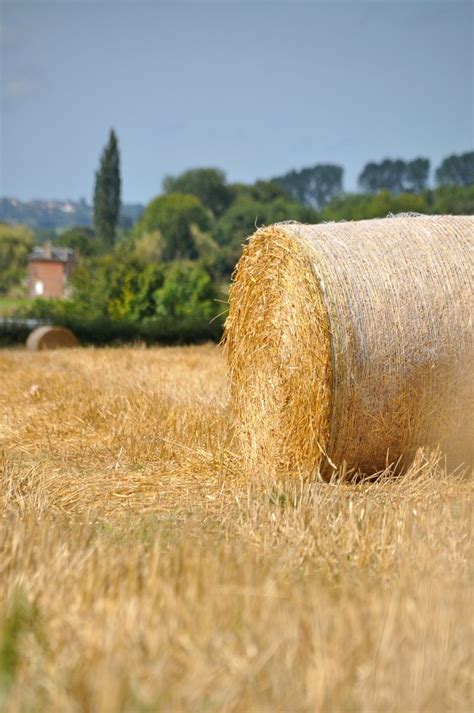Hay Bales 7 Free Photo Download Freeimages