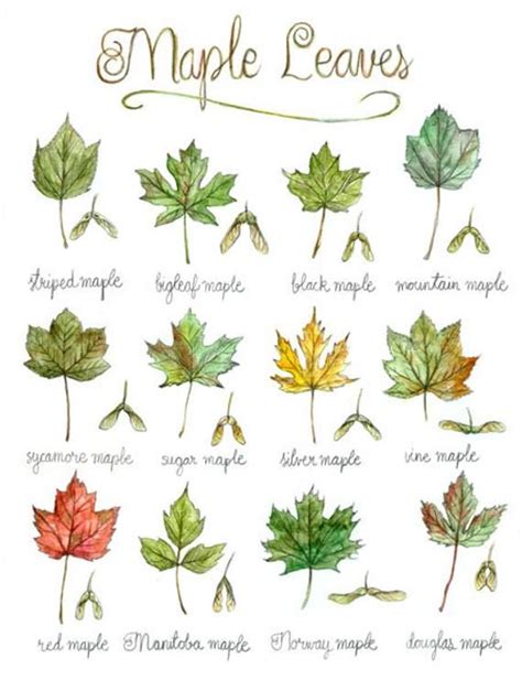 Identification types of trees in illinois. Print Maple Leaves | Poster botanical painting, tree leaf ...