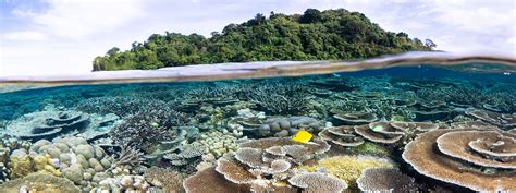 Papua New Guinea Snorkeling Tour Coral Triangle Adventures