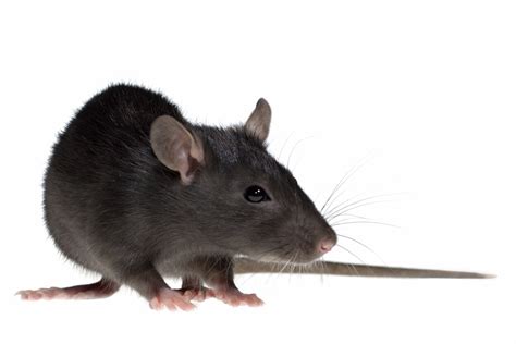 Aepma Pest Profile Black Rat