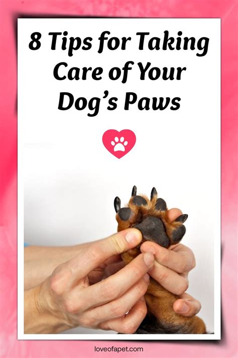 How To Care For Your Dogs Paws 8 Tips Love Of A Pet In 2021 Dog