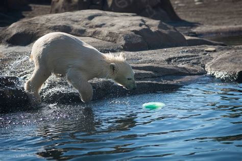 Polar Bear Cub Turns 6 Months At Columbus Zoo Wsyx