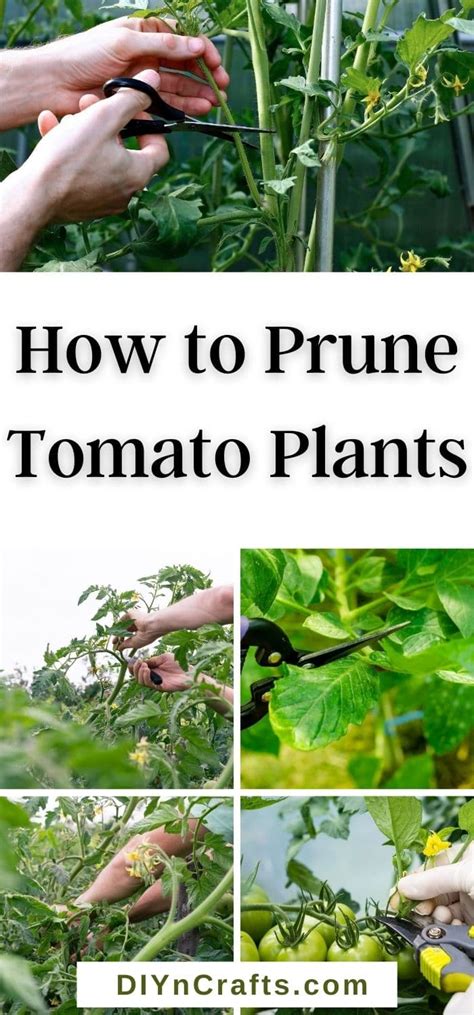 11 Expert Tips To Prune Tomato Plants Like Professionals In 2021