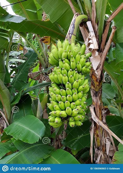A Branch Of Green Bananas Hanging On A Banana Tree Bunch Of Bananas