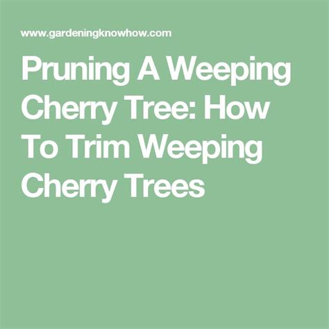 Pruning A Weeping Cherry Tree How To Trim Weeping Cherry Trees
