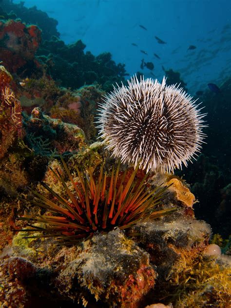 White Sea Urchin And Reef Urchin Earth Blog