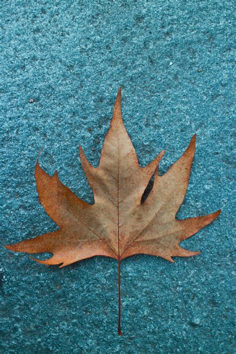 Close Up Photo Of A Dried Maple Leaf · Free Stock Photo