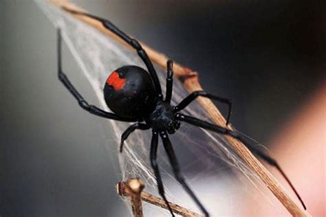 Spider Pest Control Canberra Hate Spiders Canberra Pest Control