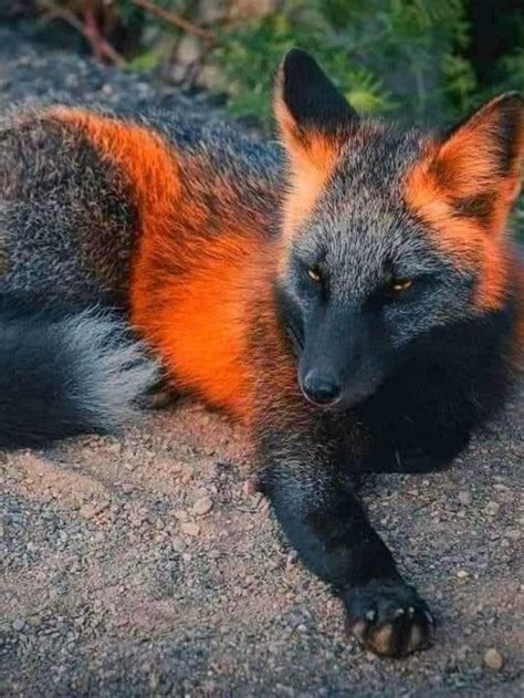 An Orange And Black Fox Laying On The Ground