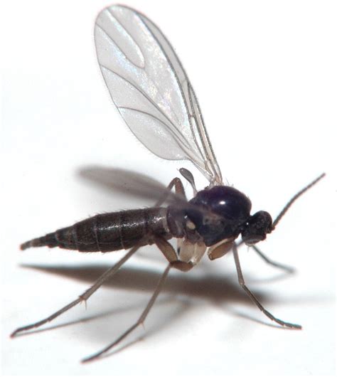 The bugs are very small but almost look as though they have small wings on them. Treatment for black fungus gnats - The Greenhouse Gardener