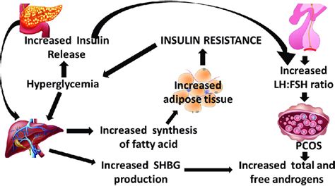 Role Of Insulin In Polycystic Ovary Syndrome Download Scientific Diagram