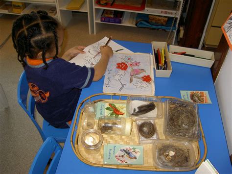 Inspired Montessori And Arts At Dundee Montessori Science Experiments