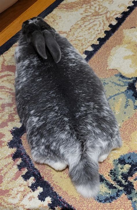 Anyone Else Surprised At How Long Rabbit Tails Are Rrabbits