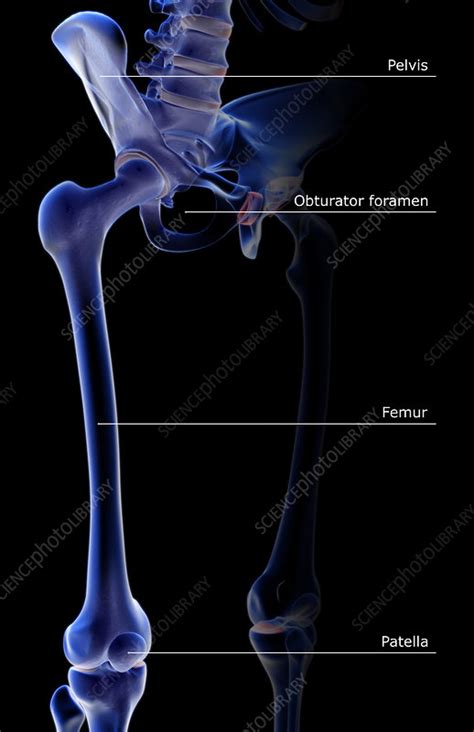 The Bones Of The Lower Limb Stock Image F0015078 Science Photo