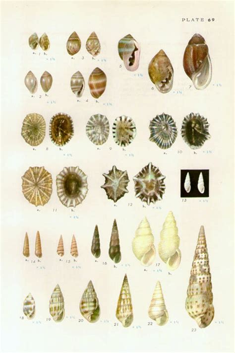 Vintage Sea Shells Print 69 Antique Lithograph Etsy
