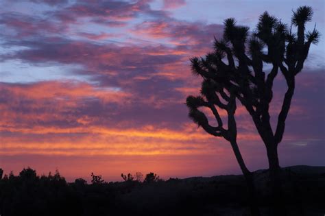 Sunrise In Joshua Tree National Park Ca The Landscape Here Is