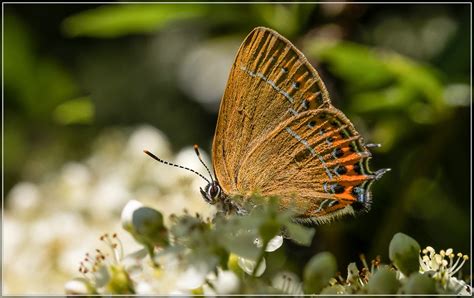 Falter Forum Für Naturfotografen