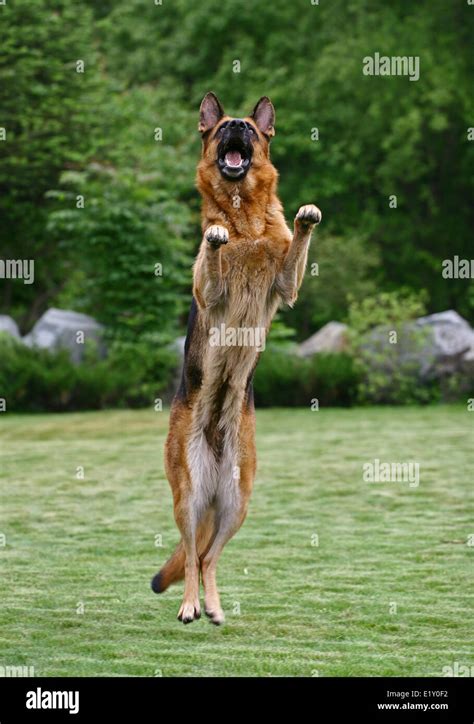 German Shepherd Jumping Stock Photo Alamy