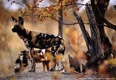 How Can You Help African Wild Dogs