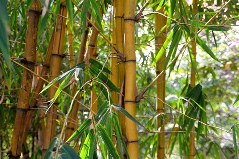 Le Bambou Une Ressource Naturelle Aux Multiples Usages Blog Jardin