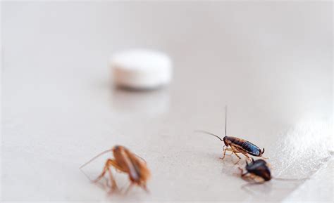 Cockroach Control Methods New Star Pest Control