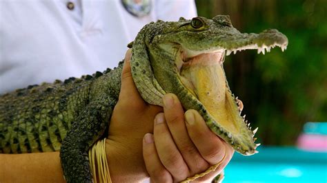 Crococun Zoo In Playa Del Carmen Quintana Roo Expedia