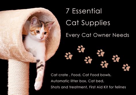 7 Essential Cat Supplies Every Cat Owner Needs