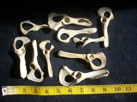 Assorted Bones Small Animal Hip Bones