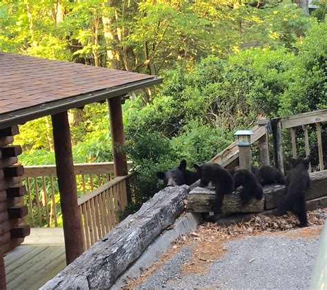 We did not find results for: Mama Bear and her FOUR Cubs!!! Taken from our parking area ...