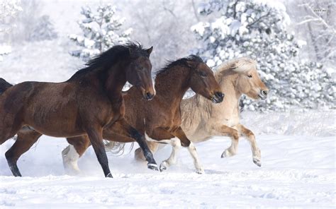 42 Horses In The Snow Wallpaper Wallpapersafari