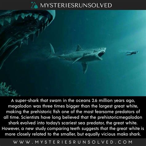 A Super Shark That Swam In The Oceans 26 Million Years Ago Megalodon