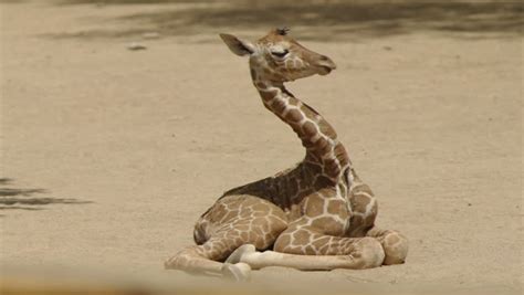 Baby Giraffe Falling A Sleep As It Is Laying Down Stock Footage Video