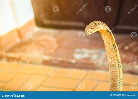 King Cobra Ophiophagus Hannah The World S Largest Venomous Snake