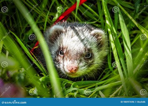Ferret In The Grass Stock Photo Image Of Daisy Leaf 98097696