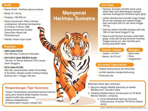 Fakta Tentang Harimau Sumatera Harimau Sumatera Ilegal Jalur