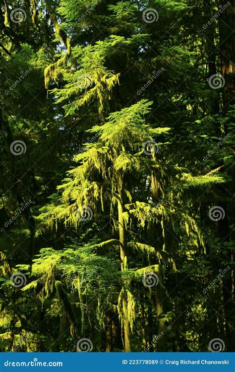 Pacific Northwest Western Hemlock Tree Stock Image Image Of Woods