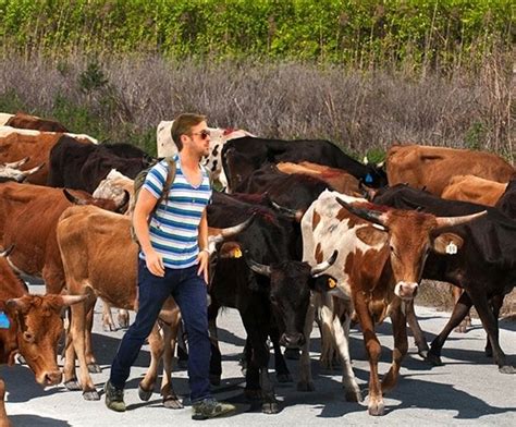 Ryan Gosling Wants To Save All The Cows Ryan Gosling Animal Quotes Cow