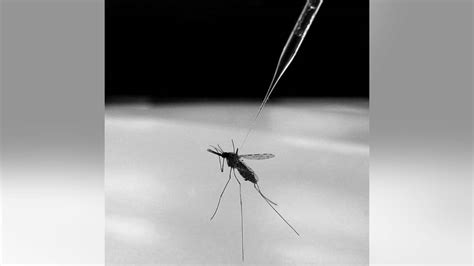 Johns Hopkins Scientists Genetically Engineer Malaria Resistant