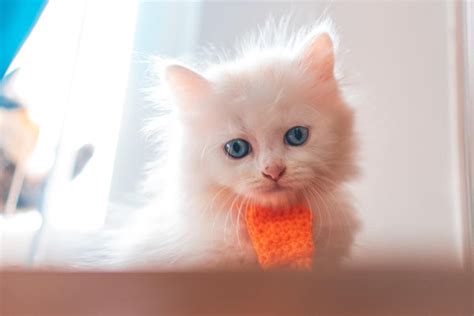 The Complete List Of Persian Cat Pregnancy Signs