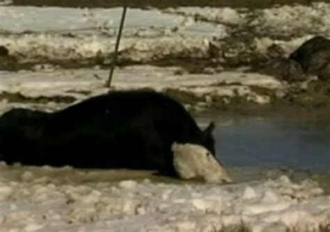 4400 Dead Cows Are Decomposing In A Sunken Ship In A Brazilian River