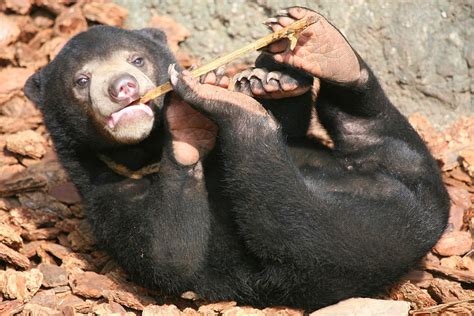 Little Critterz Animal Profile Sun Bear Bear Malayan Sun Bear Animals