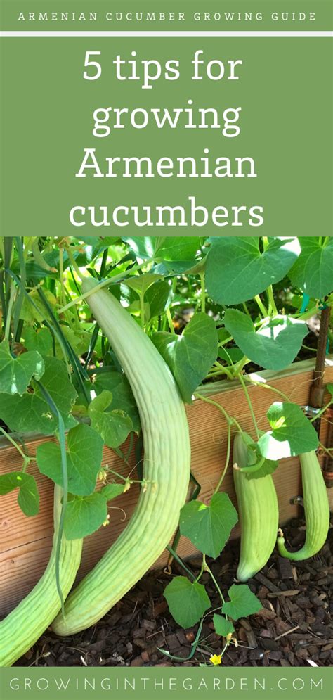 5 Tips For Growing Armenian Cucumbers Growing Armenian Cucumbers Is A