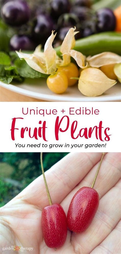 Unique Edible Fruit Plants You Need To Grow In Your Garden Garden