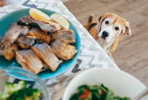 Giving your dog radish is not the worst idea in the world. Can Dogs Eat Salmon?