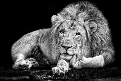 Monochrome Animals Lion Black White Wallpapers Hd Desktop And