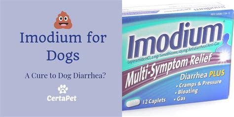 Imodium For Dogs A Cure To Your Dogs Diarrhea