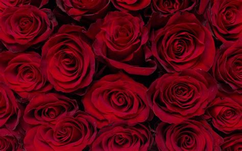 Download Wallpapers Red Roses Background Burgundy Roses Rose Buds