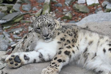 Range countries to lead new estimate of global snow leopard population