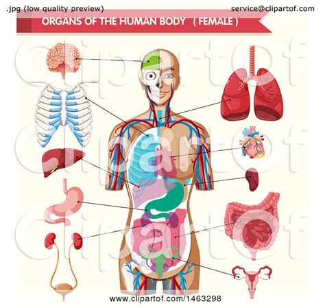 Anatomy of the female body. Clipart of a Medical Diagram of Organs of the Female Body ...